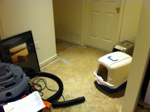 The "cat" corner.  The carpet is gone, but the glue remains